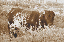 Photographie d'un toro au campo, chez Rocío de la Cámara, près de Séville, à l'été 2004.